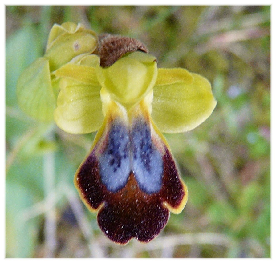 Ophrys lupercalis (gruppo O. fusca)